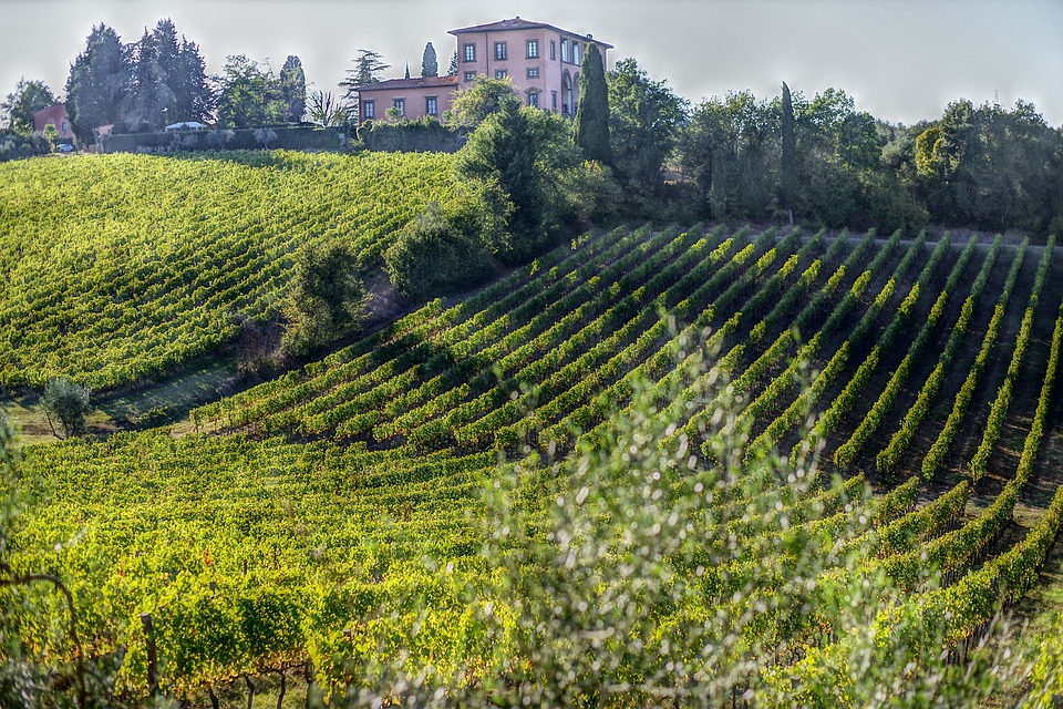 TUSCANY AND ITS WINES