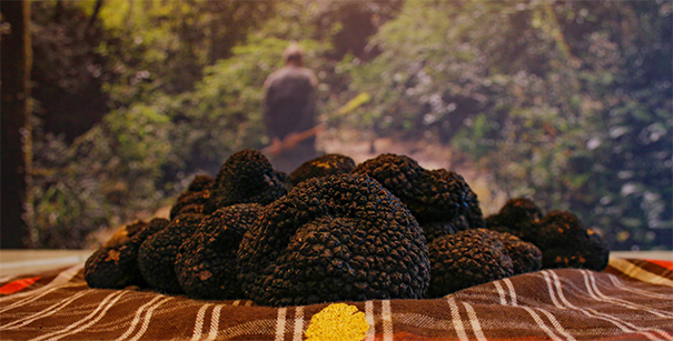 Trüffelverkostung